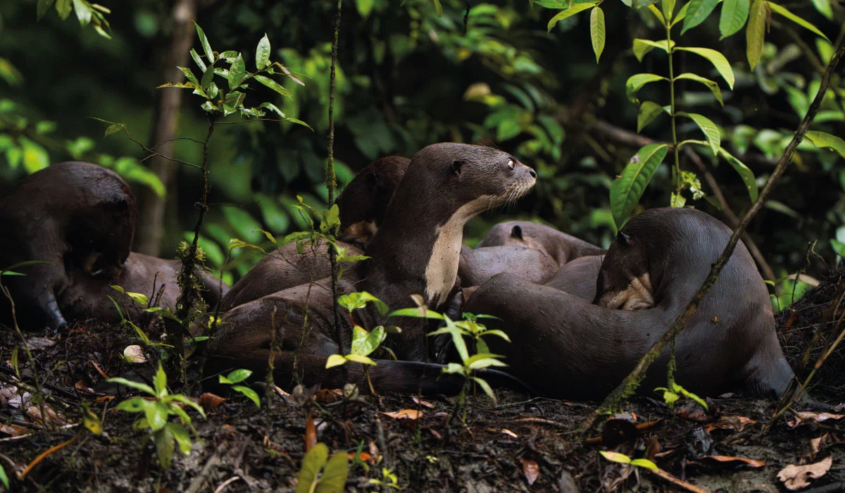 Giant river otters in the rainforest of Yasuní National Park