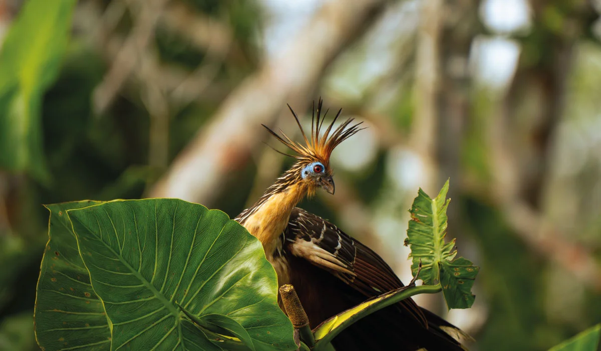 Hoatzin among the vegetation of Yasuní National Park