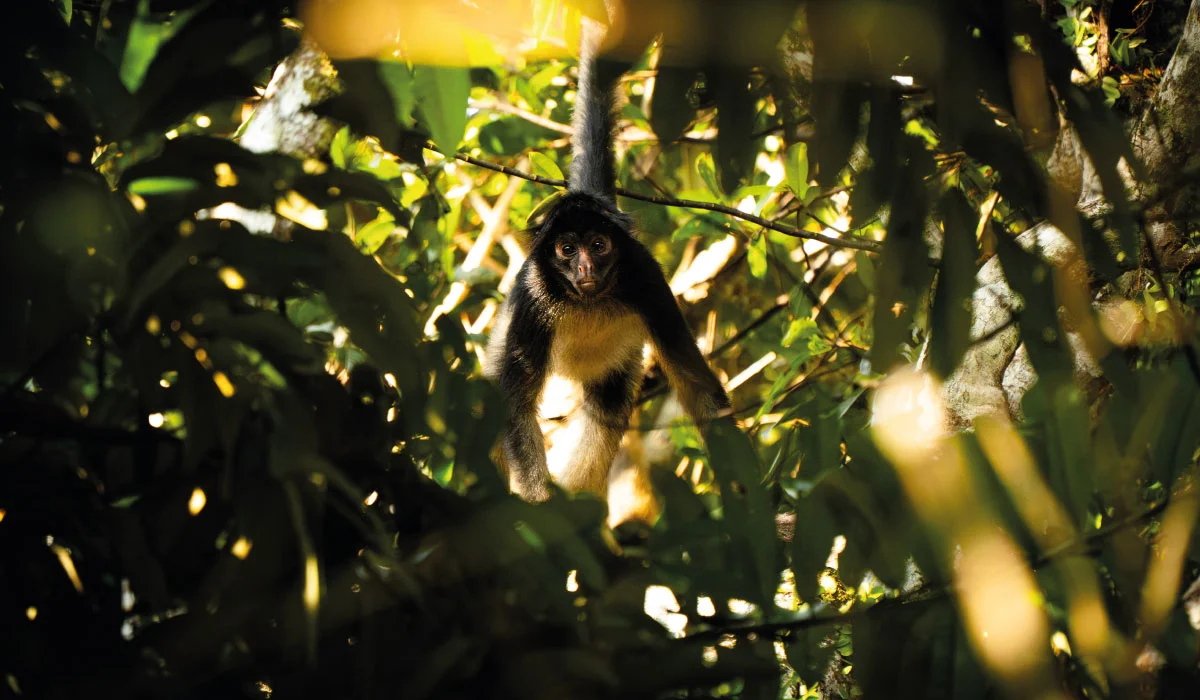 Monkey among the Amazon rainforest canopy in Yasuní